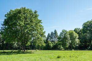 Grundstück in Chemnitz-Markersdorf